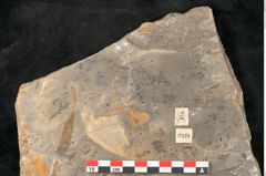 Foto (Detailansicht) von Walchia piniformis Sternbg. (NHMW-GEO-2024-0188-11124)